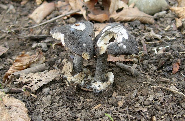 Volvariella  terrea  sp.nov.